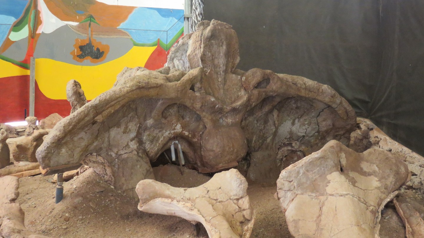 de heupbotten van een 30meter lange dino