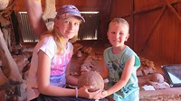 een 100miljoen jaar oud dino-ei