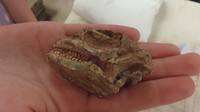 een intacte schedel van een kleine dino