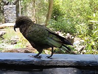 Kea
