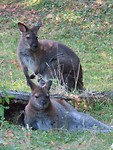 wallabies