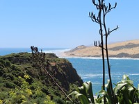 onderweg naar Waipoua