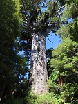 Tane Mahuta