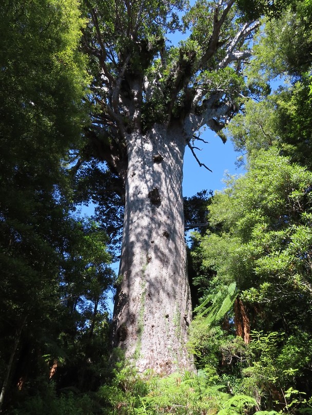 Tane Mahuta