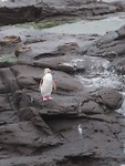 yellow-eyed pinguin