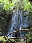 matai fall
