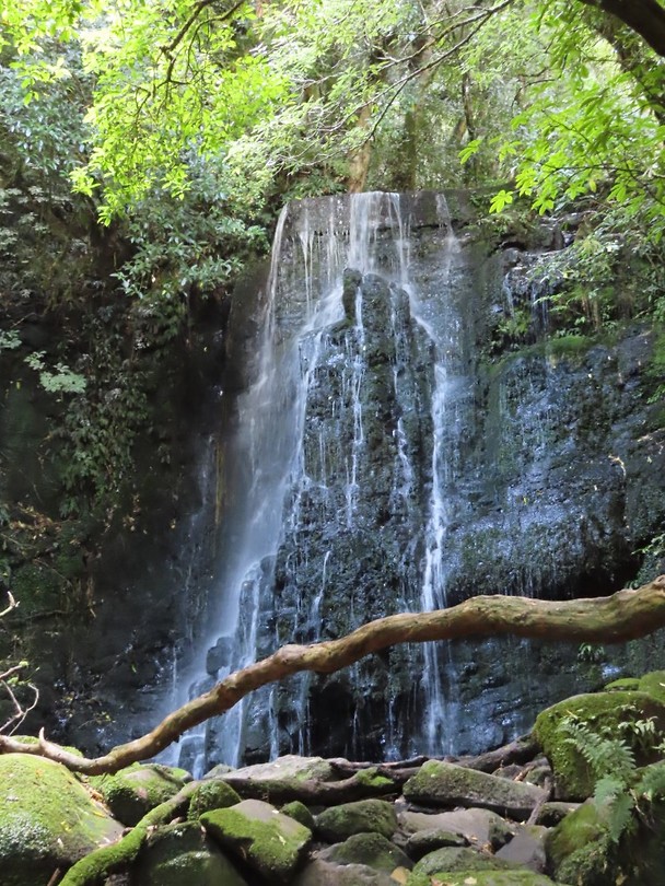 matai fall