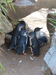 blauwe pinguins