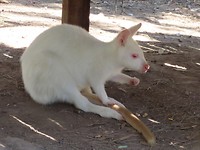 witte wallabi's