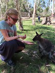 wallabi's voeren