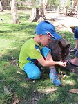 wallabi's voeren
