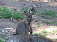 baby kangoeroe