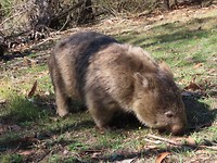 wombat