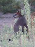 wallabi