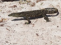 goanna