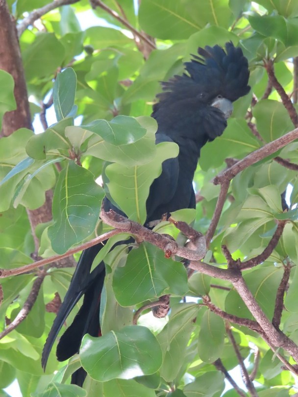 zwarte kaketoe