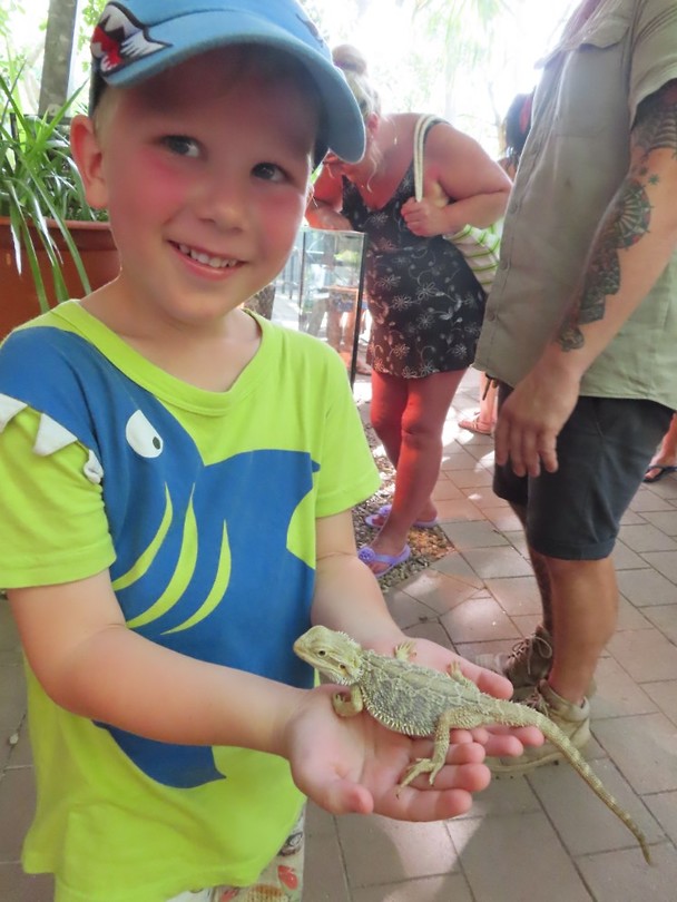 bearded dragon