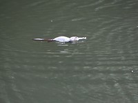 platypus