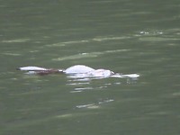 platypus 2