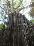 curtain fig tree