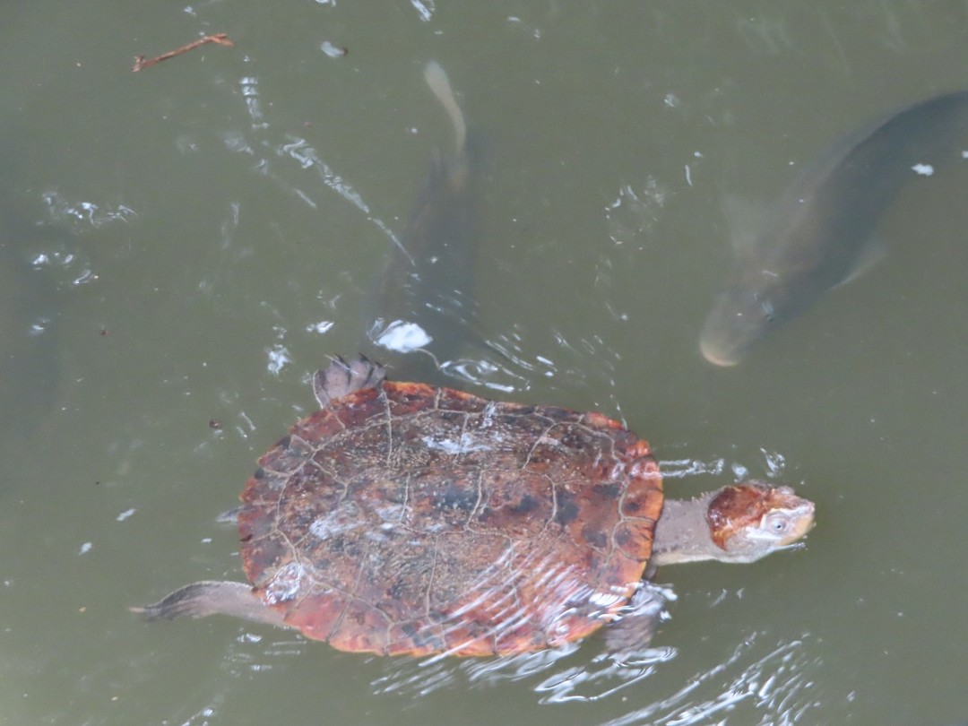 zoetwaterschildpad