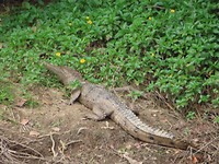 zoetwaterkrokodil