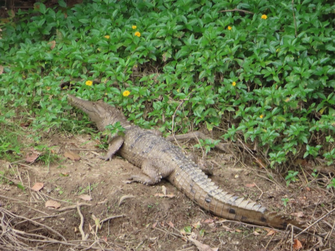 zoetwaterkrokodil
