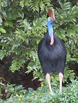 cassowary
