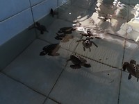 een paar uur oude Olive Ridley-schildpadden