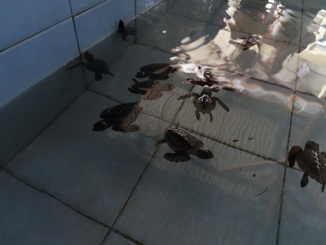 een paar uur oude Olive Ridley-schildpadden