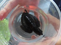 en dit is Patmat