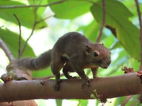 nog meer wildlife in Singapore