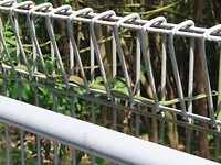 wildlife in Singapore