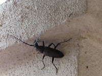 hele grote insecten