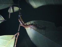duizendpoot