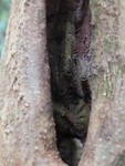 kiekeboe zegt de vogelspin