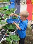 aardbeien knippen
