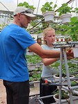 aardbeien knippen