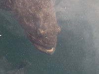 zeemonsters