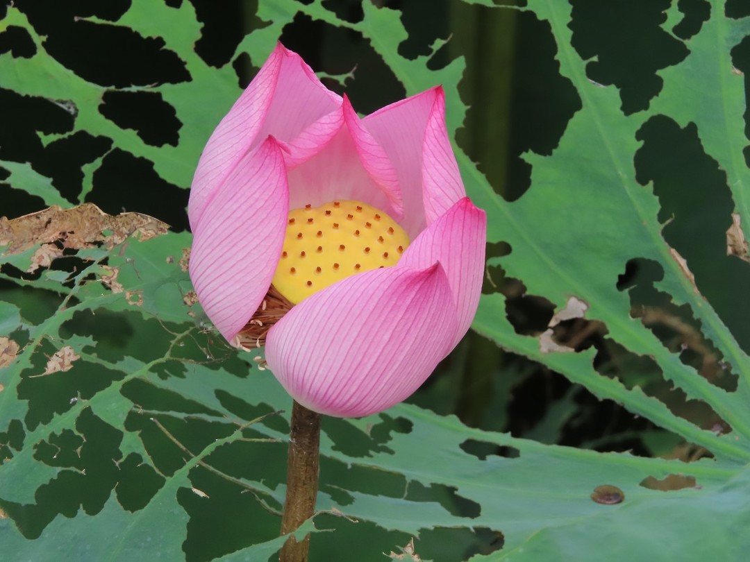 lotusbloem