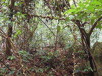 kurketrekkerboom