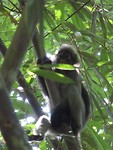 Khao Sok jungletour