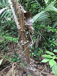 Khao Sok jungletour