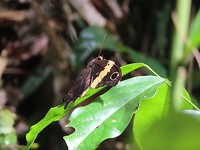 Khao Sok jungletour