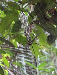 Khao Sok jungletour