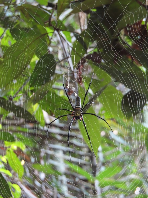 Khao Sok jungletour