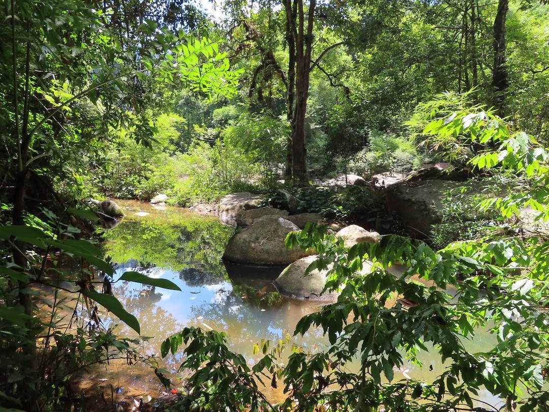 Khao Sok jungletour