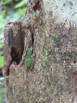 Khao Sok jungletour