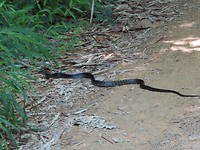 Khao Sok jungletour