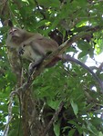 Khao Sok jungletour